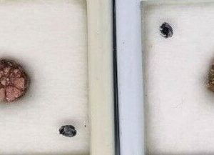 RARE SAKURA ISHI  -  JAPAN