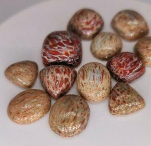 LOT 50.70 ct 12 pcs DINOSAUR BONE  -  USA