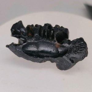 8.97 g INDOCHINITE TEKTITE  -  INDOCHINA