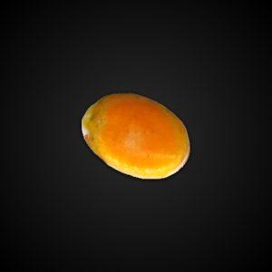 FORCHERITE